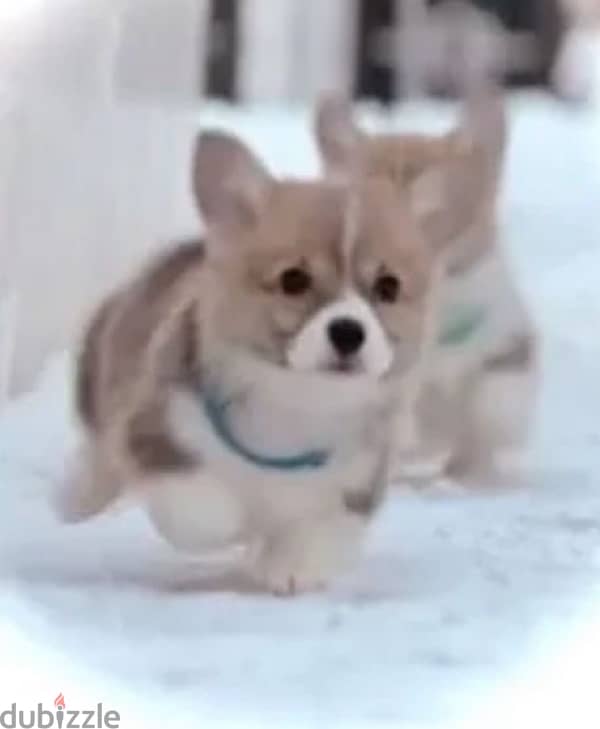 pembroke welsh corgi boy from Russia 4