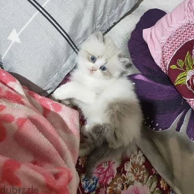 kitten Ragdoll