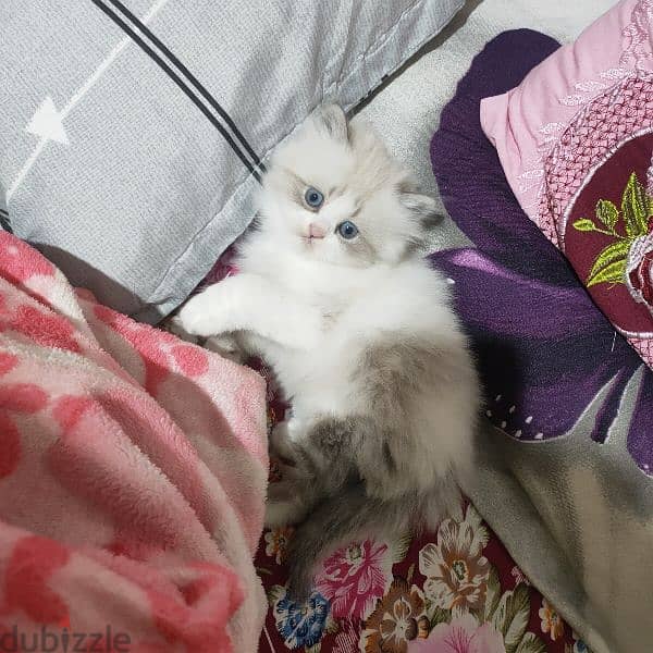 kitten Ragdoll 0