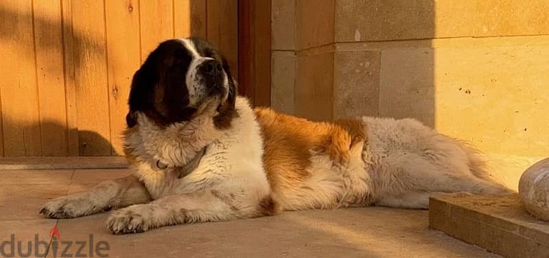 2 انثي سانت برنارد . . female saint bernard 1