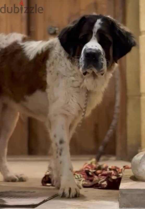 2 انثي سانت برنارد . . female saint bernard 2