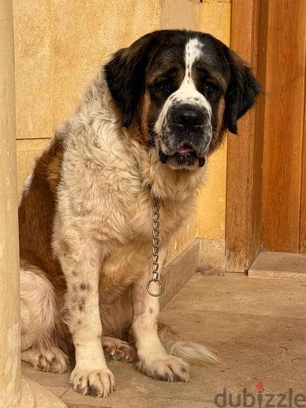 2 انثي سانت برنارد . . female saint bernard 3