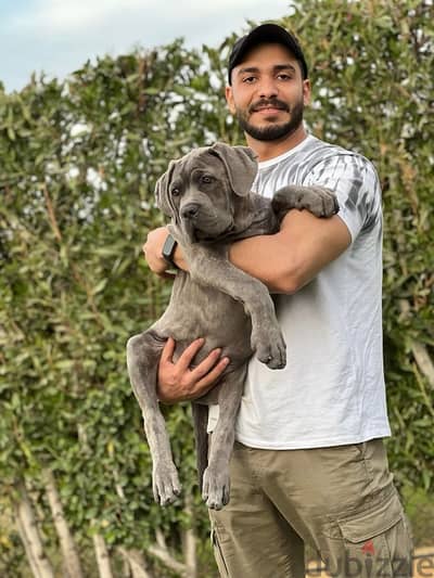 Available puppies cane corso  Males and females