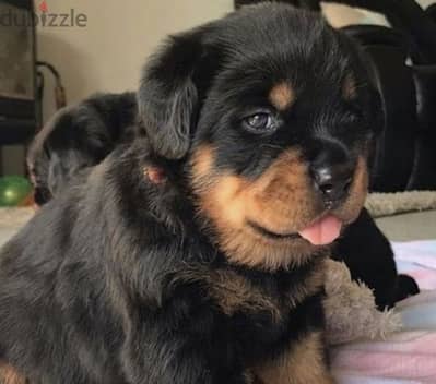 كلب روت وايلر  Rottweiler puppies