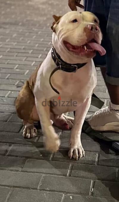 American bully اميريكان بولي