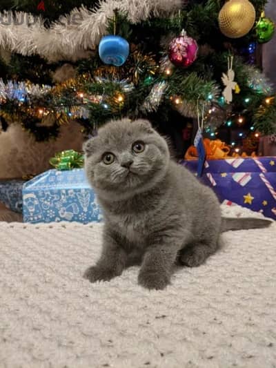 Purebred Scottish Fold Kittens - قطط سكوتش فولد أصيلة للبيع