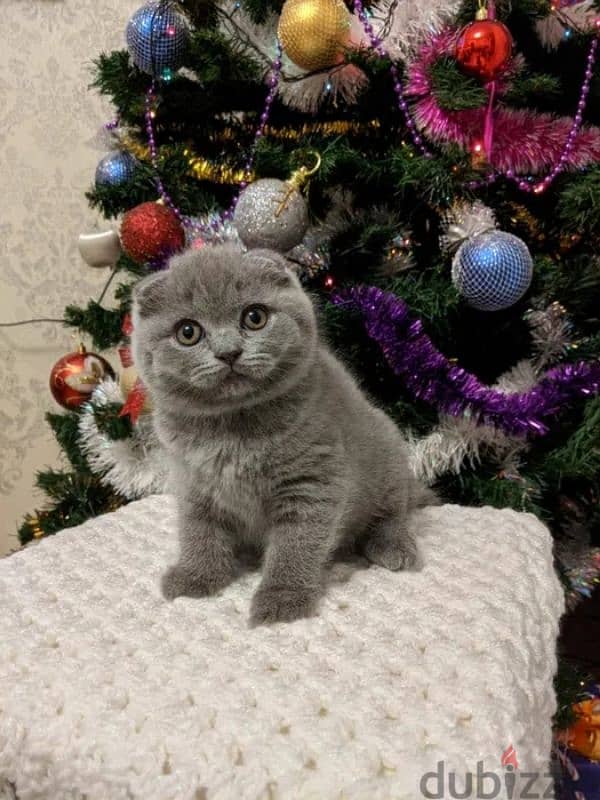 Purebred Scottish Fold Kittens - قطط سكوتش فولد أصيلة للبيع 1