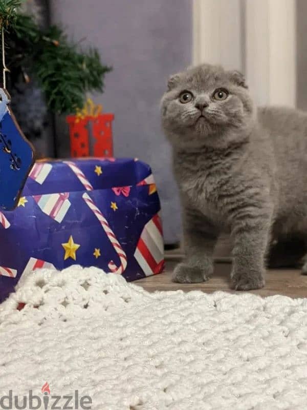 Purebred Scottish Fold Kittens - قطط سكوتش فولد أصيلة للبيع 2