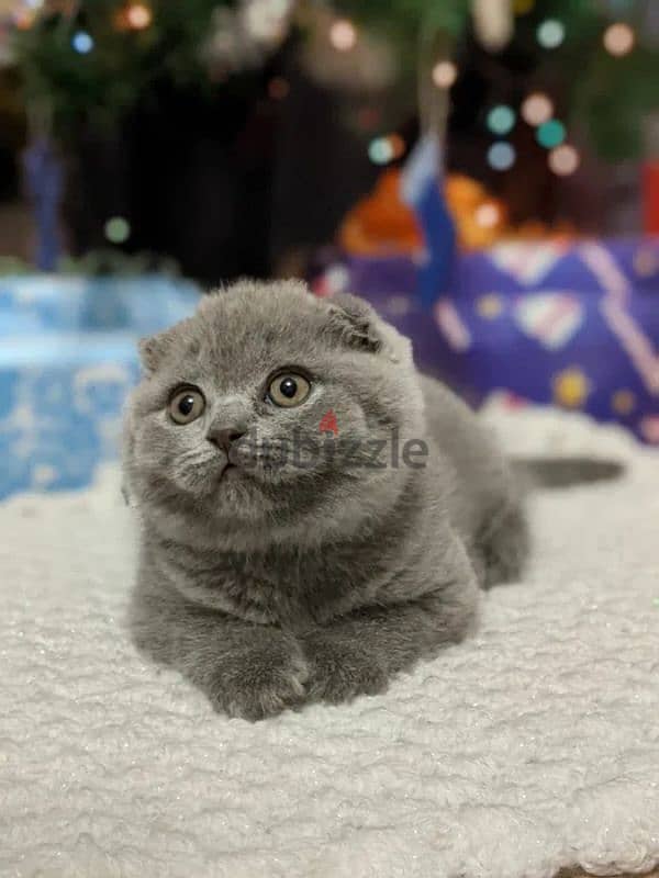 Purebred Scottish Fold Kittens - قطط سكوتش فولد أصيلة للبيع 3