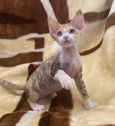 Purebred Devon Rex Kittens - قطط ديفون ريكس أصيلة للبيع