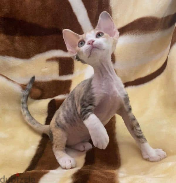 Purebred Devon Rex Kittens - قطط ديفون ريكس أصيلة للبيع 1