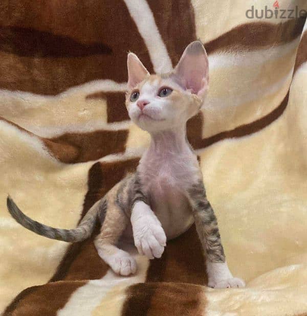 Purebred Devon Rex Kittens - قطط ديفون ريكس أصيلة للبيع 2