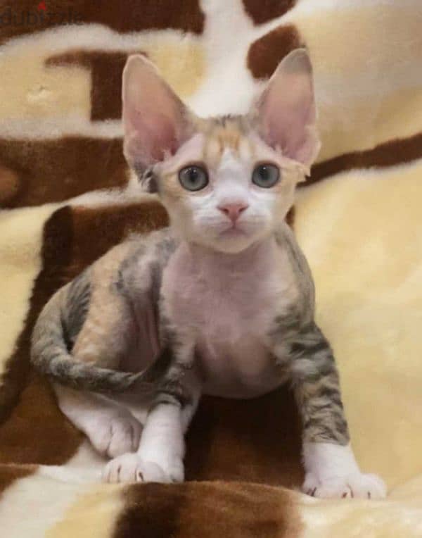 Purebred Devon Rex Kittens - قطط ديفون ريكس أصيلة للبيع 3