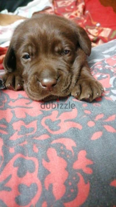 chocolate labrador puppies