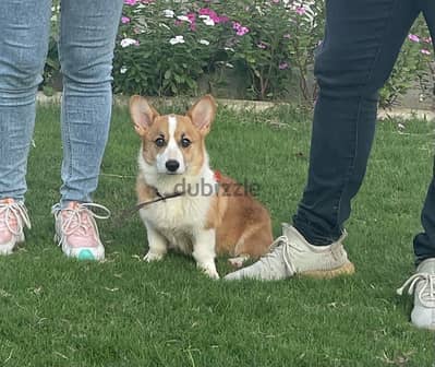 corgi كلب pure عمر سنه