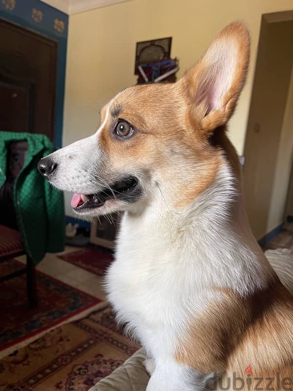 corgi كلب pure عمر سنه 1