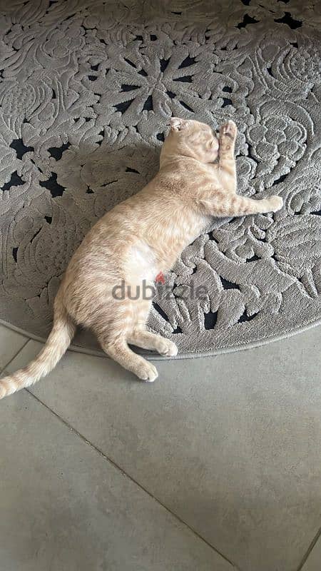 Scottish fold cat 10 months male 1