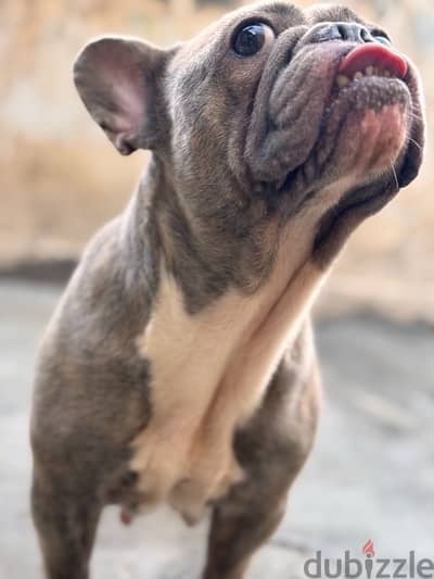 female french bulldog فرينش بولدوج