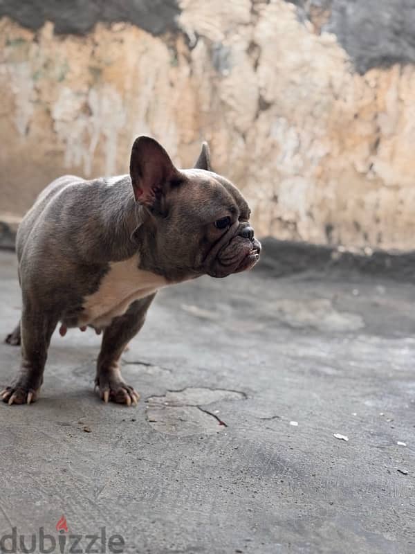 female french bulldog فرينش بولدوج 1