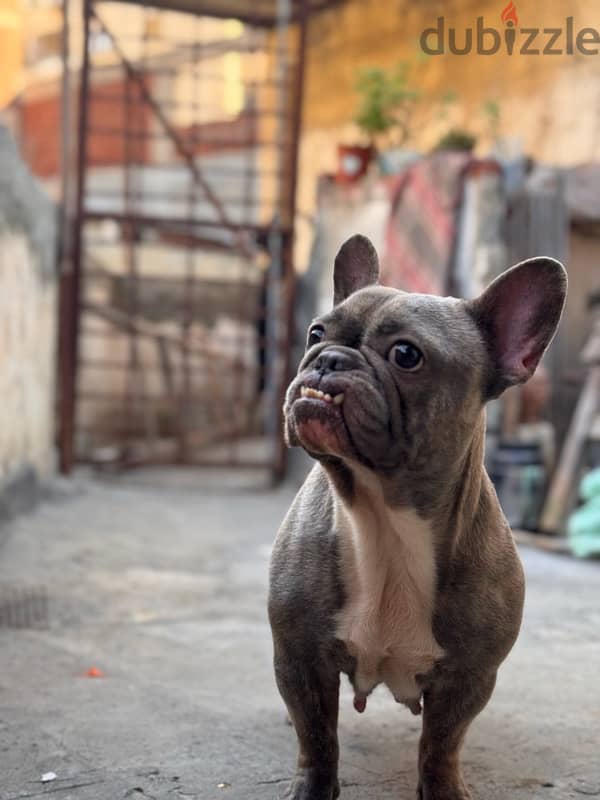 female french bulldog فرينش بولدوج 3