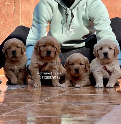 Golden Retrivar puppeis