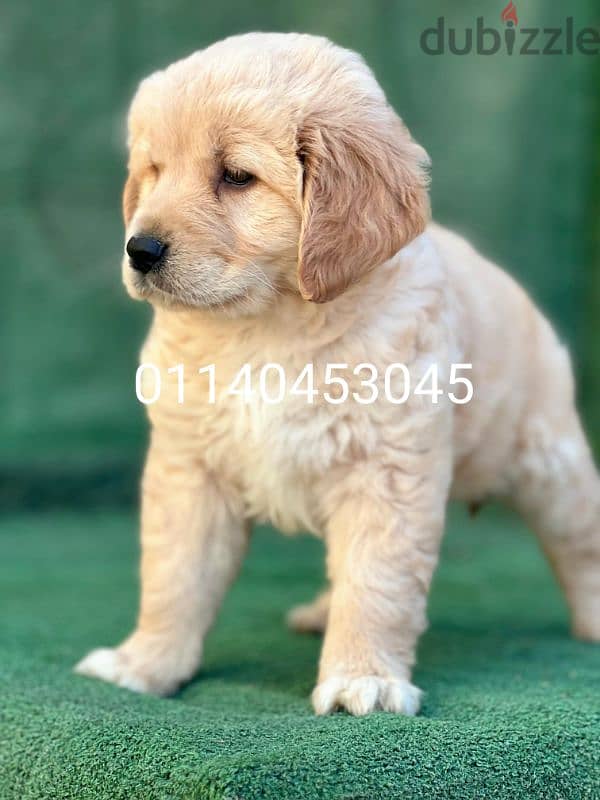 best quality of golden retriever 2