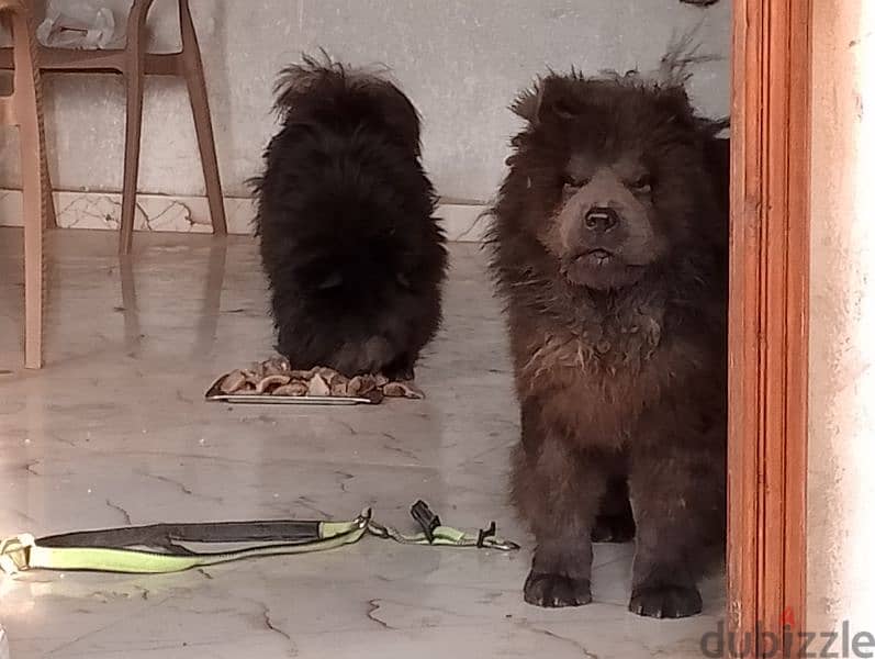 chow chow 2