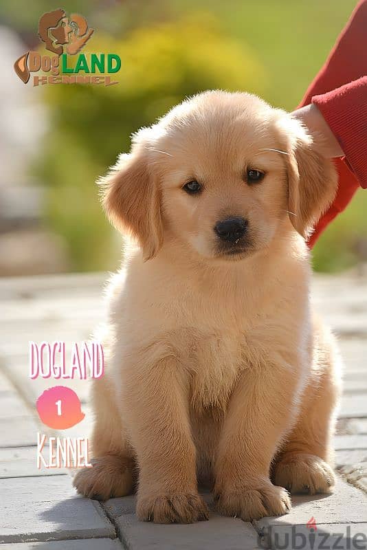 اجمل جراوي جولدن ريتريفر عينك ممكن تشوفها وتحدي golden retriever puppy 1