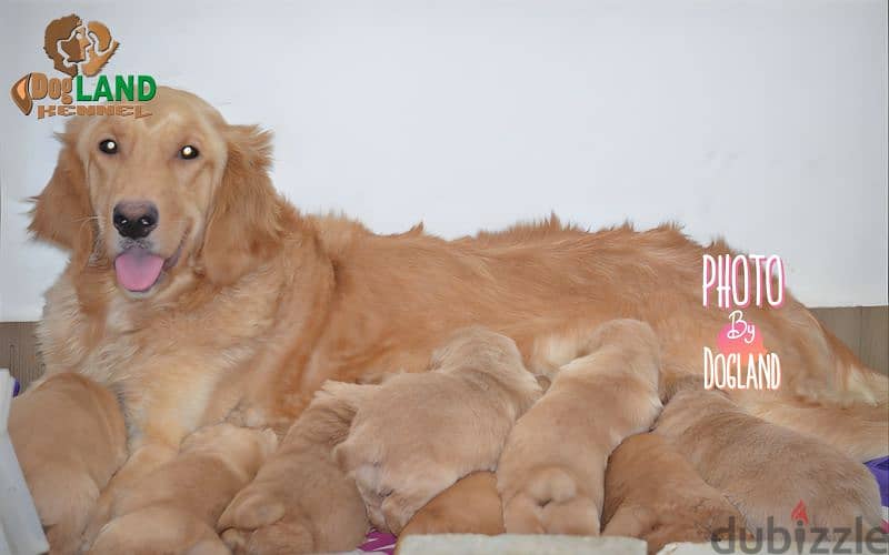 اجمل جراوي جولدن ريتريفر عينك ممكن تشوفها وتحدي golden retriever puppy 2