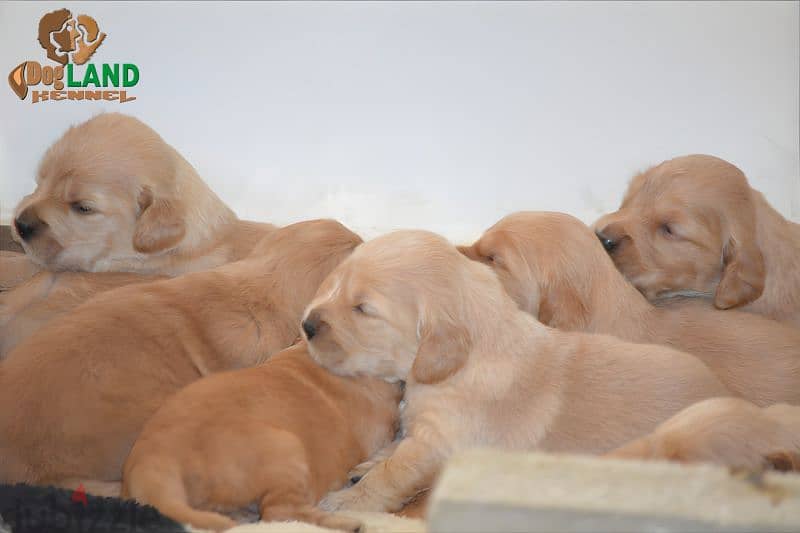 اجمل جراوي جولدن ريتريفر عينك ممكن تشوفها وتحدي golden retriever puppy 3