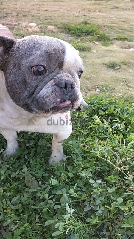 French bulldog فرينش بولدوج 1