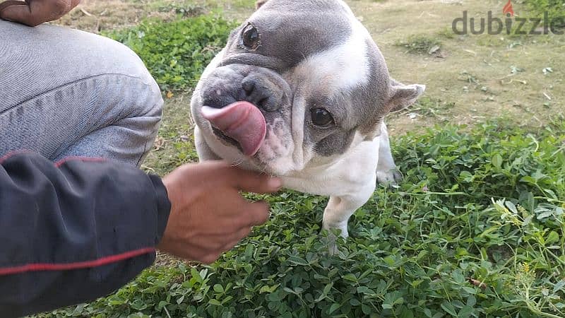 French bulldog فرينش بولدوج 2