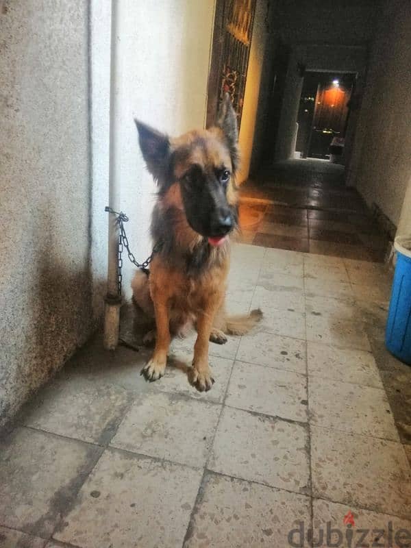 German shepherd male for sale 1