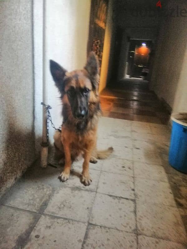 German shepherd male for sale 7