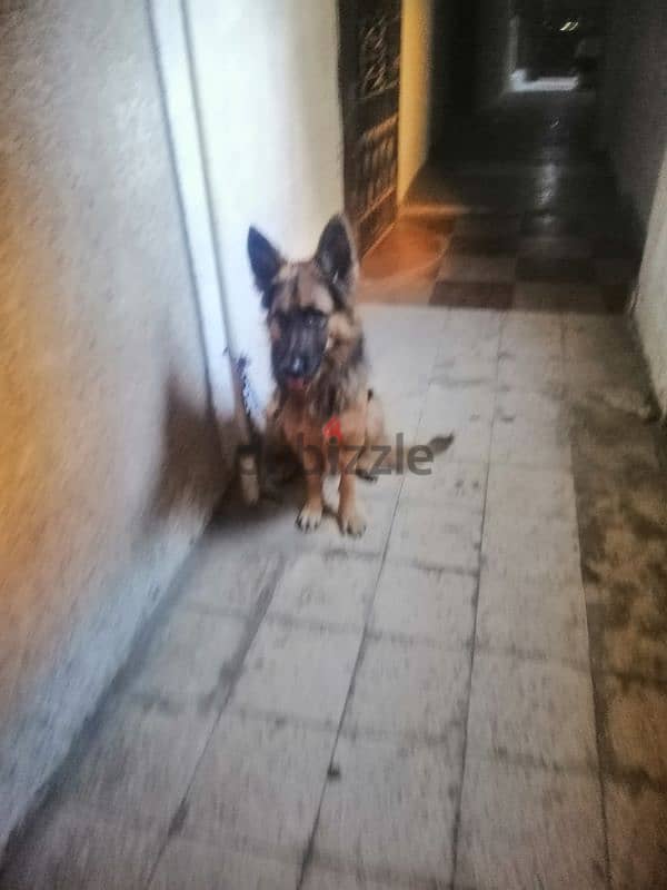 German shepherd male for sale 14