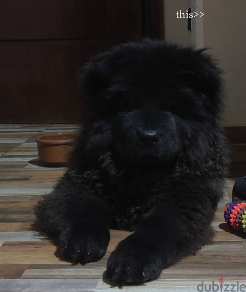 Chow chow female 2