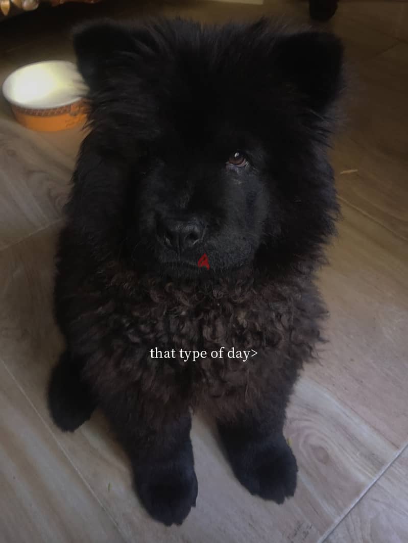 Chow chow female 4