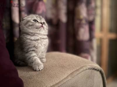 Scottish fold 45 days for sale (Males and Females)