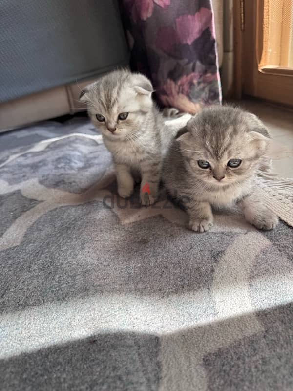 Scottish fold 45 days for sale (Males and Females) 1