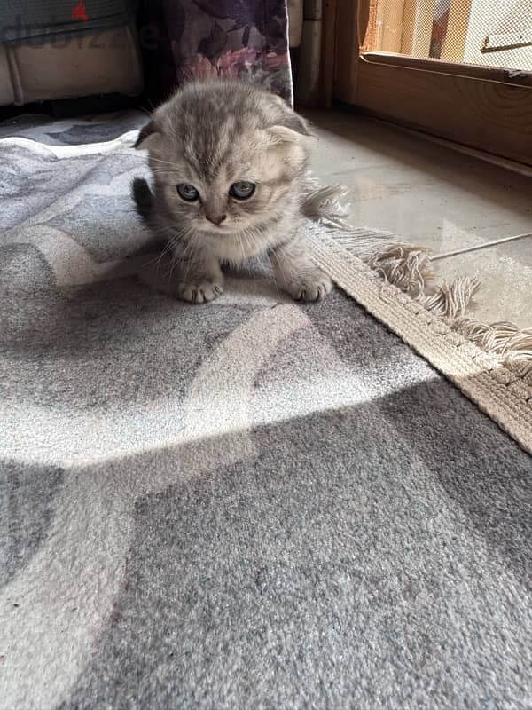 Scottish fold 45 days for sale (Males and Females) 2