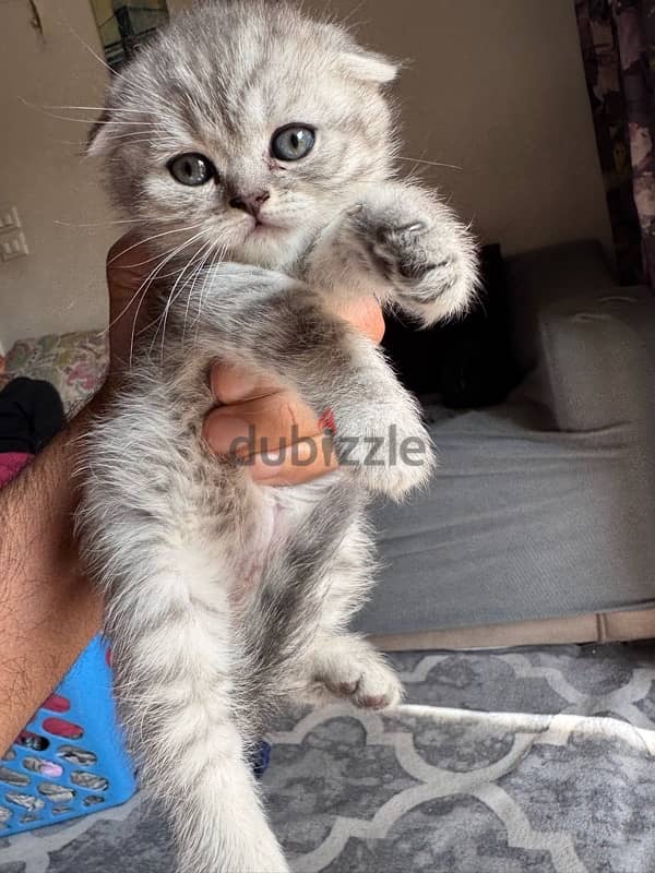 Scottish fold 45 days for sale (Males and Females) 3