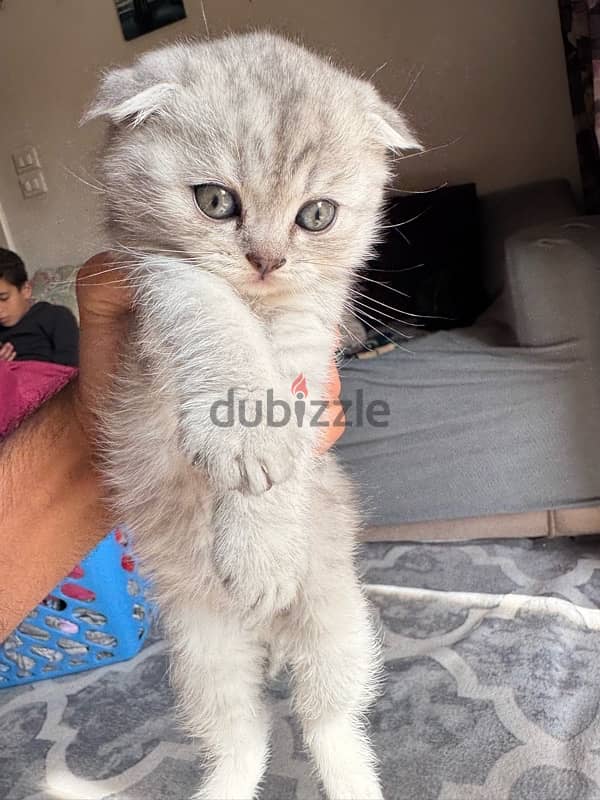 Scottish fold 45 days for sale (Males and Females) 4