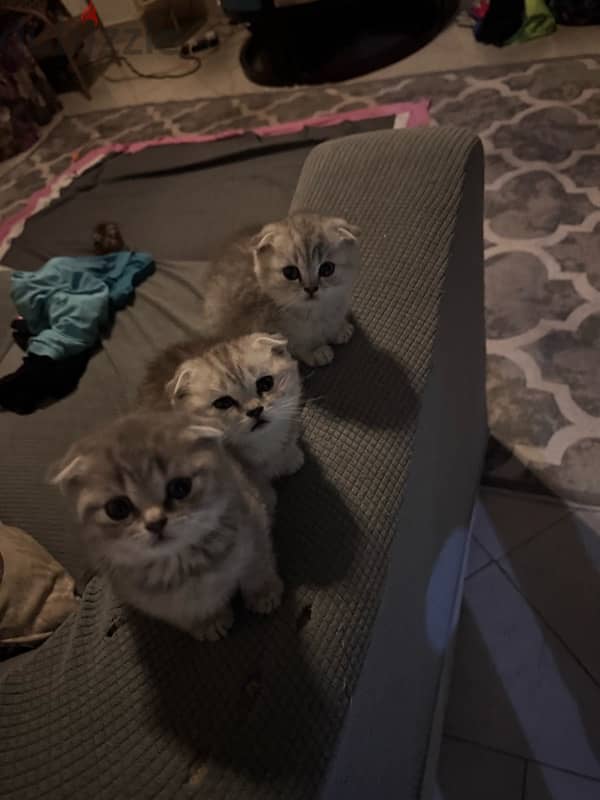 Scottish fold 45 days for sale (Males and Females) 5