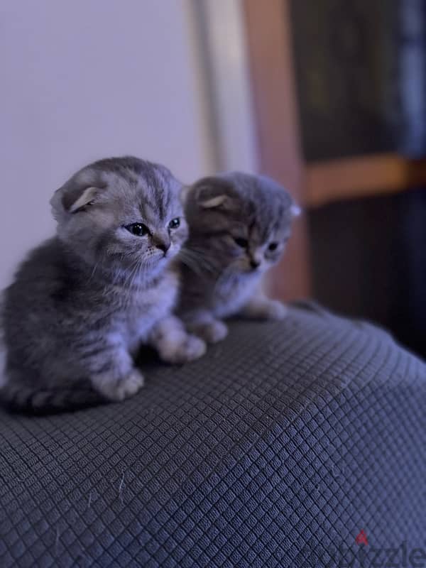 Scottish fold 45 days for sale (Males and Females) 6