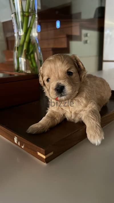 متاح ٣ كلاب بوودل - poodle puppy Female 40 days