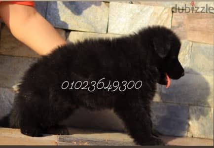 جراوي. بنوته رويال بلاك للبيع female Royal Black for sale