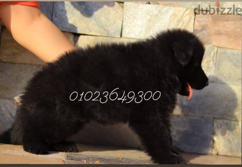 جراوي. بنوته رويال بلاك للبيع female Royal Black for sale 0