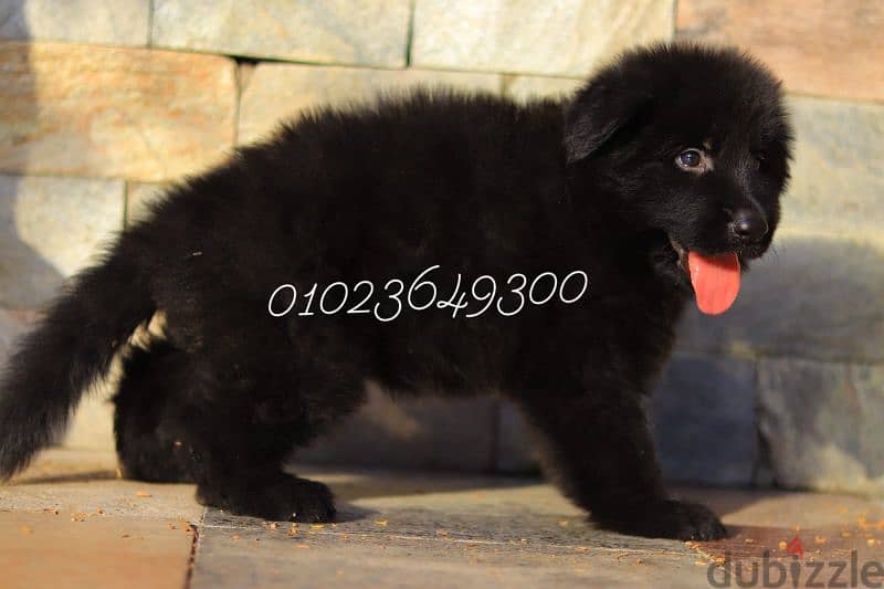 جراوي. بنوته رويال بلاك للبيع female Royal Black for sale 1