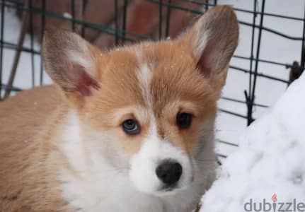 Welsh corgi pembroke puppy boy from Russia