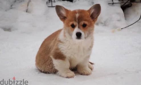 Welsh corgi pembroke puppy boy from Russia